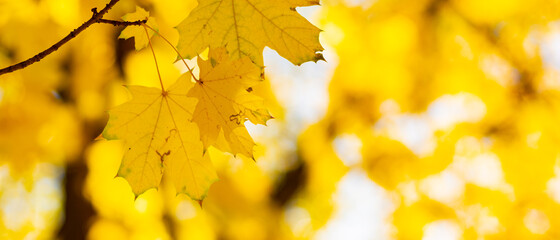 Naklejka na ściany i meble Golden autumn concept. Autumn background with yellow maple leaves. Yellowed autumn leaves on blurred background. Copy space