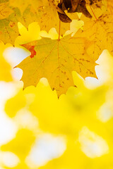 Golden autumn concept. Autumn background with yellow maple leaves. Yellowed autumn leaves on blurred background. Copy space