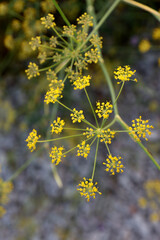 Wild flowers in the forest