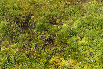 Swampy landscape. View of the marsh land. Natural background