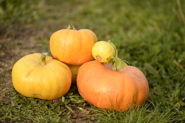 a large harvest of pumpkins in autumn
