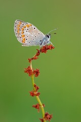 Common blue