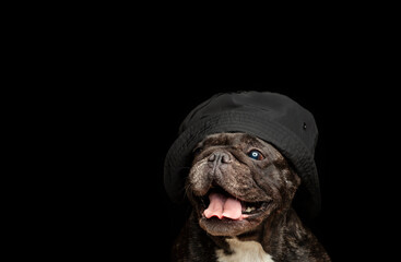 image of dog dark background 