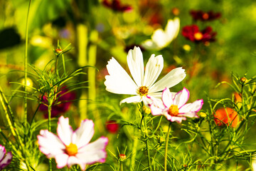 wildflowers on the meadow, summertime, gardening, bee