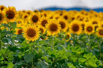 Field of sunflower plants