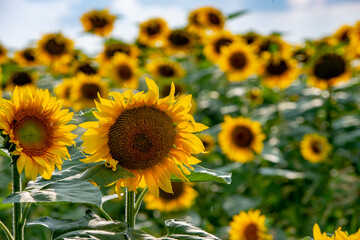 Field of sunflower plants