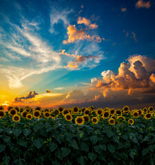 Sunflower field in the summer golden hour