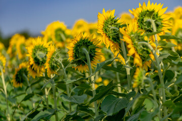 row of sunflowers facing the sun in one direction