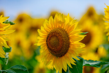Close up of the head of a sunflower