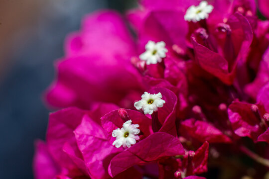 Bougainvillea spectabilis purple bracts and white flower macro image. 