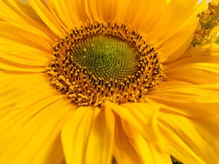 Close up view of the yellow sunflower