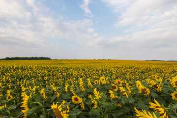 Fototapeta premium Blooming Helianthus - Sunflower in a spring field. Yellow flowers above which is a dramatic sky with clouds. Sky at sunset.