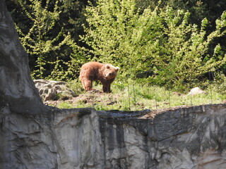 Bär
