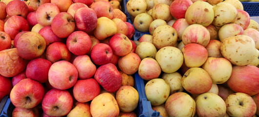 Red and yellow autumn apples. Superfood apple