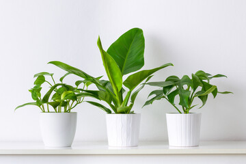 Collection of various tropical houseplants displayed in white ceramic pots. Potted exotic house...
