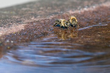 Freunde – zwei Honigbienen an Wasserstelle