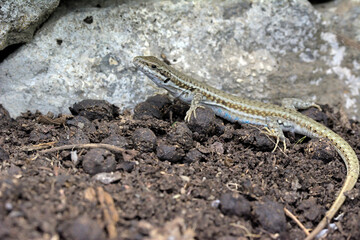 Podarcis erhardii rivetti, Greece