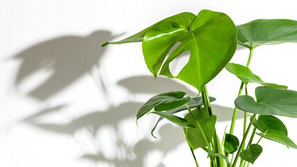 Monstera or Swiss cheese plant on white shelf with strong scary monster shadow on white wall....