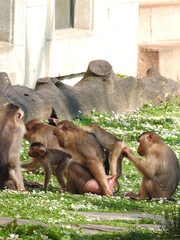 Affe