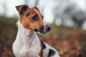 Small Jack Russell terrier dog detail on head and face, nice blurred bokeh autumn background