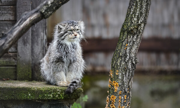Pallas's cat - Otocolobus manul - resting on stone porch