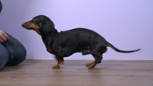Female handler teaches funny restless dachshund dog to perform tricks - to give paws in turn and spin on the spot like a top. Educating entertainments and fitness for pet