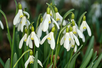 White common snowdrop - Galanthus nivalis - flowers growing in forest, closeup detail