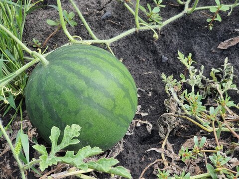 Large watermelon in the garden at the farm.