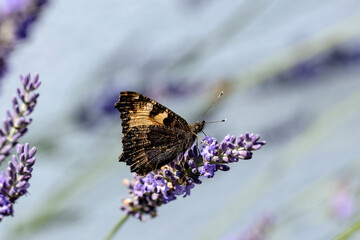 Schmetterling auf Lanvendelblüte