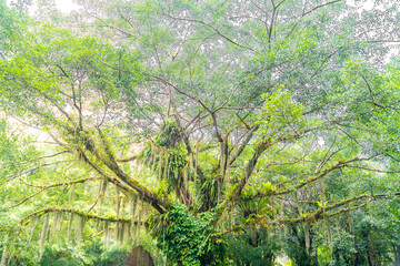 A tropical rainforest at Mount Qingcheng in Nanning, Guangxi Province, China