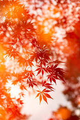 鮮やかなシルエット