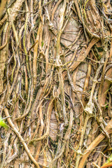 A tropical rainforest at Mount Qingcheng in Nanning, Guangxi Province, China