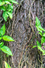 A tropical rainforest at Mount Qingcheng in Nanning, Guangxi Province, China