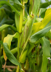 Growing Young Green Ripe Corn on the cob in Farm Field garden