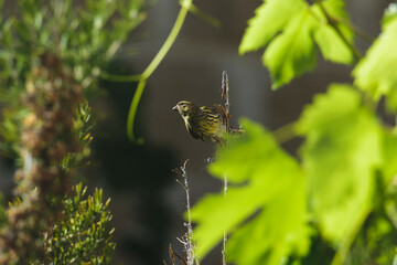  Serín forestal (Crithagra scotops) 
pájaro verde con tonos verdosos posando
