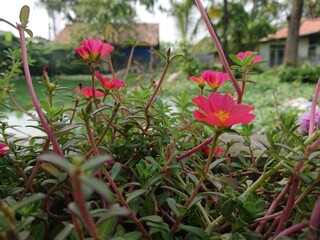 Flower plant background in front of the house
