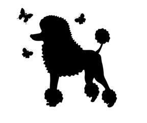 silhouette of a poodle with butterflies