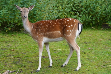Damhirsch - Doe