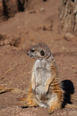 Naklejka na ściany i meble View of a meerkat (suricate Suricata suricatta) standing up