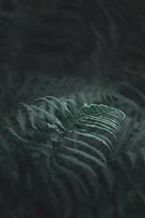 blatt, gr&uuml;n, natur, pflanze, baum, verzweigt, wald, g&auml;rten, gras, textur, flora, hintergrund, frisch, farnkraut, makro, tropisch, nat&uuml;rlich, fr&uuml;hling, sommer, park, laubwerk, abenteuer, reisen, jungel