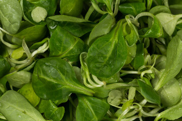 mache lettuce green salad