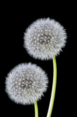 Two white fluffy dandelions close up on a black isolated background