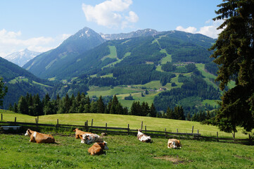 cows grazing on the lush, vast, green alpine meadows in the Austrian Alps of the Schladming-Dachstein region on a sunny summer day (Styria or Steiermark, Austria)	