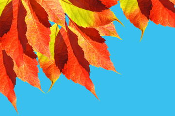 Bright beautiful autumn background of colorful autumn vine leaves on blue isolated background