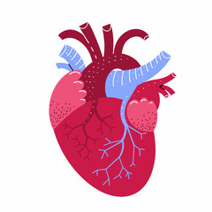 Human heart illustration. Vector medicine illustration in cartoon style. Human heart anatomy. Internal organ cute style