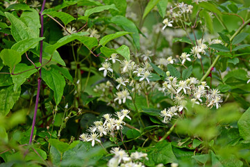 Waldrebe, Gewöhnliche Waldrebe // Traveller's joy, old man's beard (Clematis vitalba) 