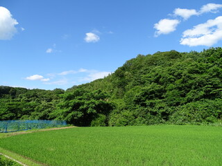 初夏の農村風景