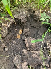 Pommes de terre dans le sol