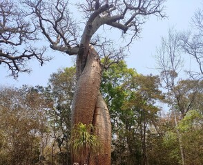 Exotic baobab tree