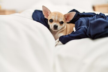 Beautiful small dog chihuahua lying on the bed with a blanket resting and sleeping at home